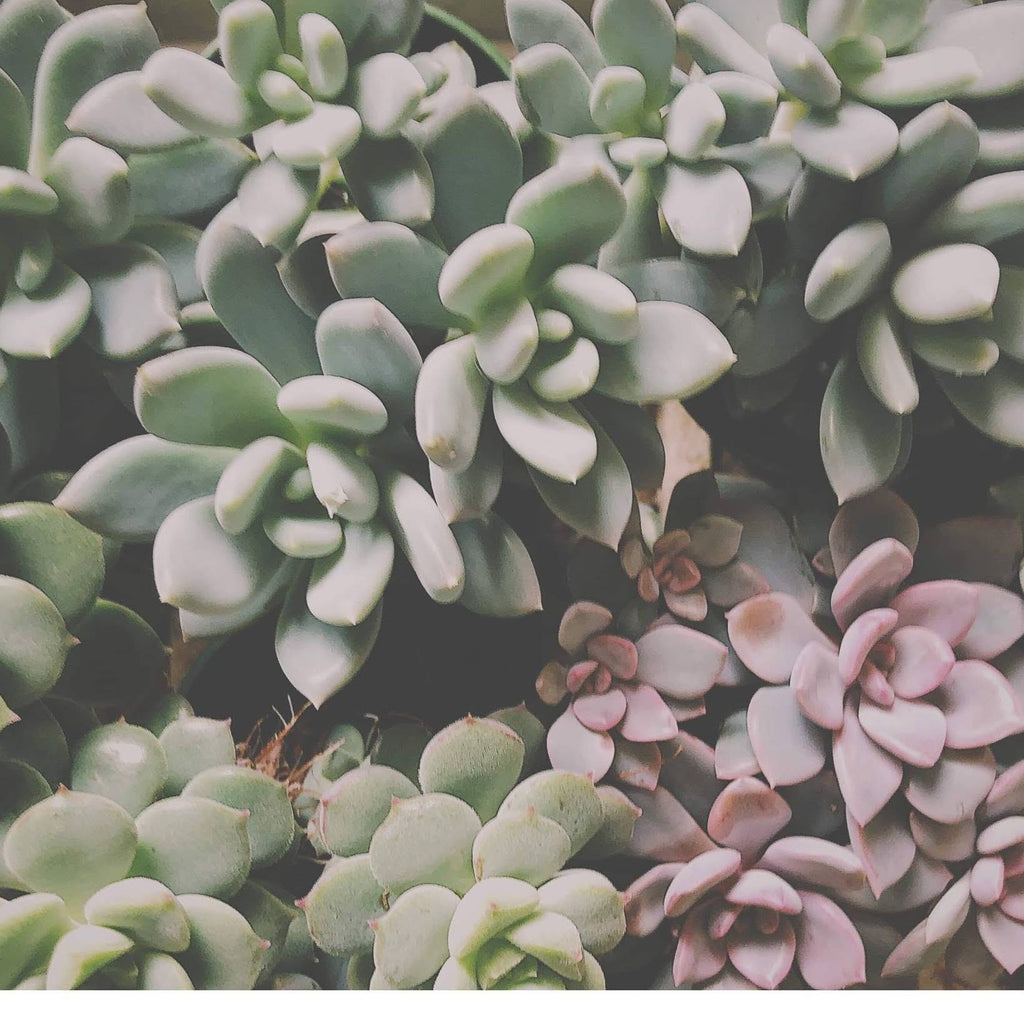Echeveria Plant