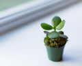 Jade Plant